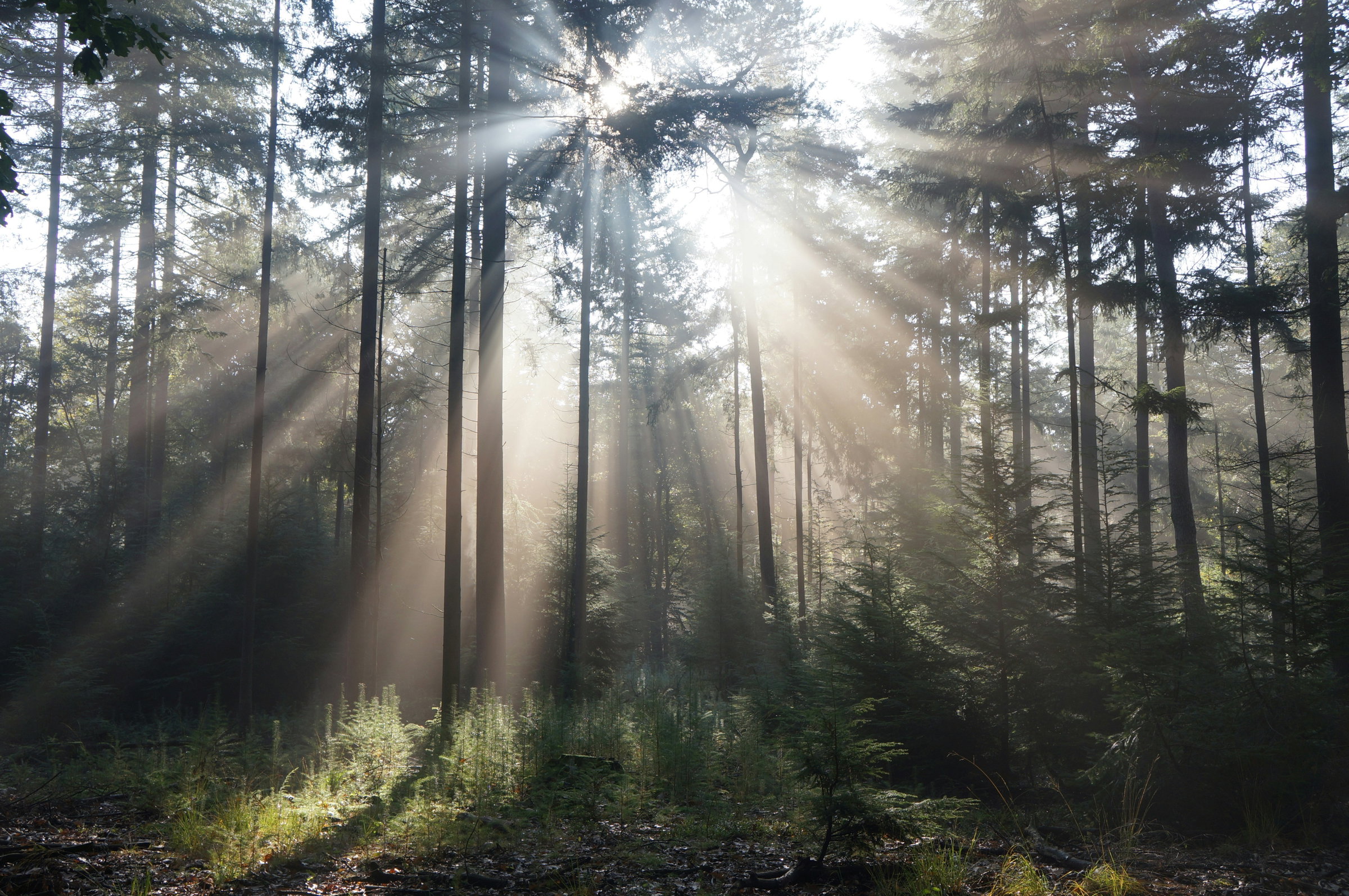 Direct aan het bos – perfect voor wandelen en fietsen - Omgeving