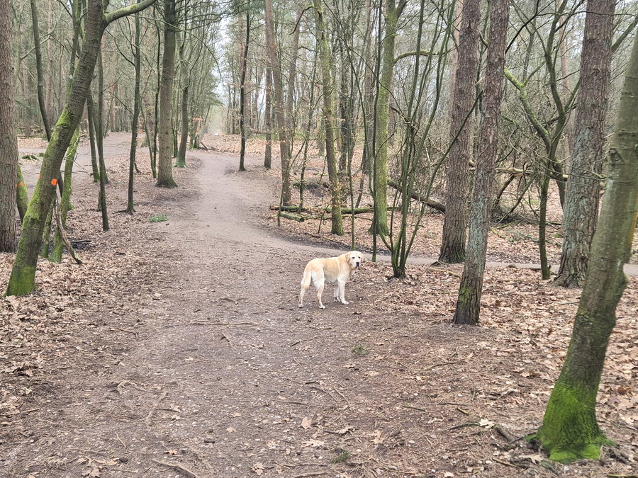 Heerlijk met uw hond wandelen in het losloopgebied 't Leesten - Omgeving