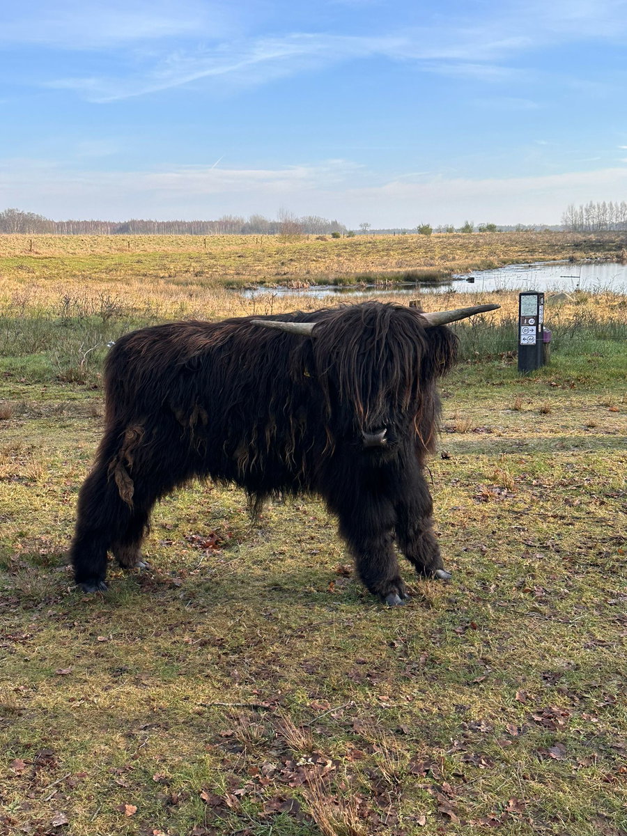 Een stoere schotse hooglander in de natuur op 12 km fietsen