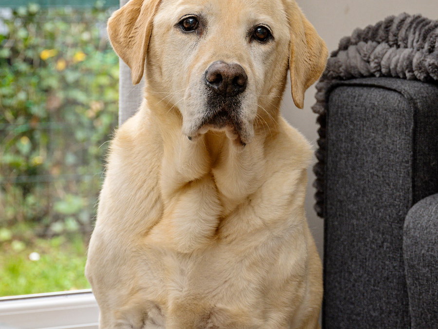 Honden voelen zich hier thuis - Woonkamer