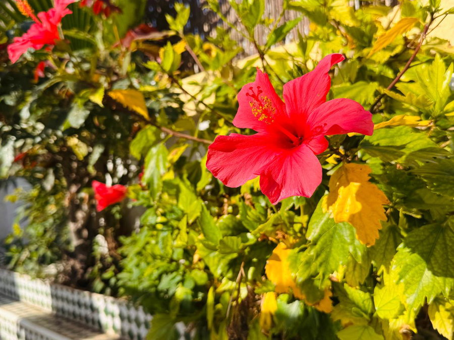 Tuin
