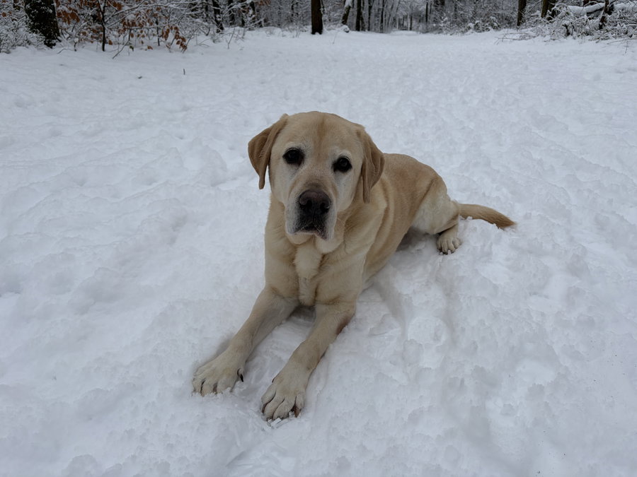 Honden zijn van harte welkom - Omgeving