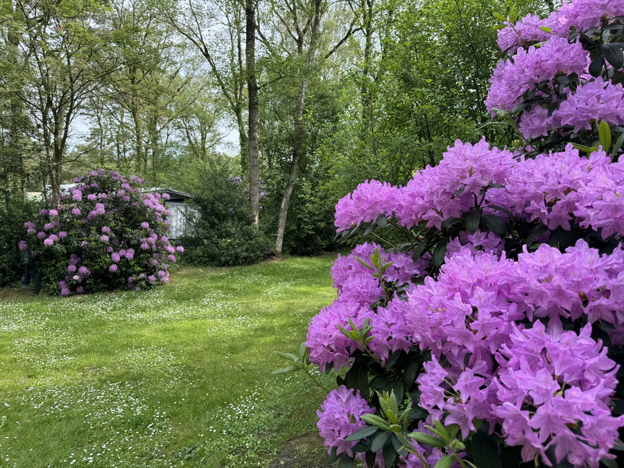 Sfeervolle camping met prachtige bloemen