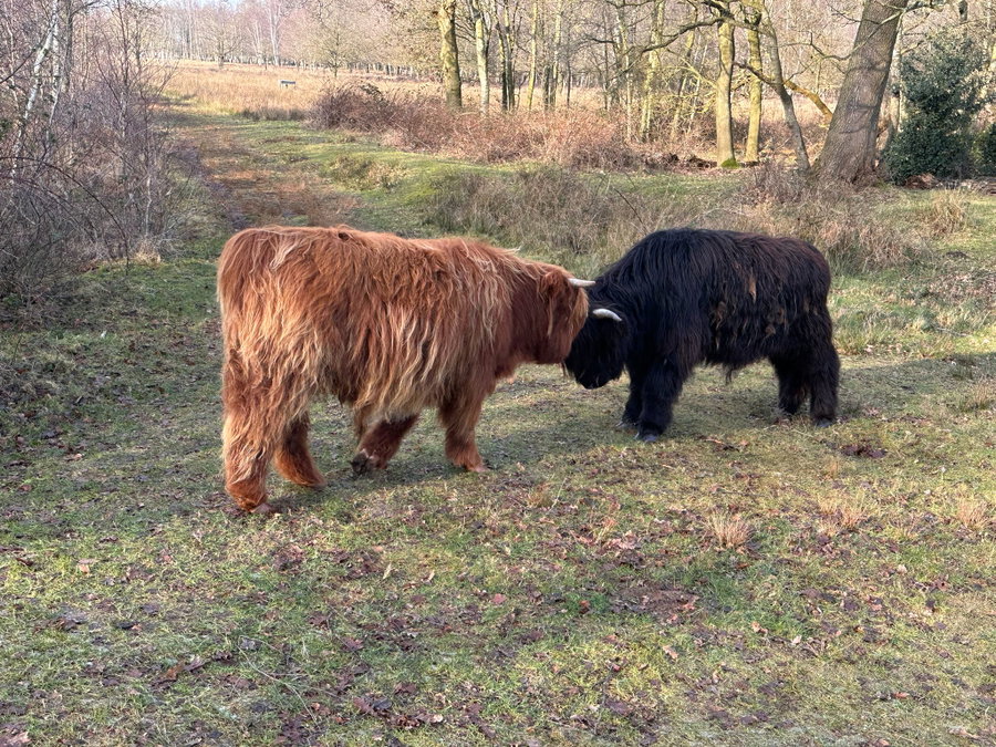 Maak een fietstochtje en vind Schotse hooglanders in het wild