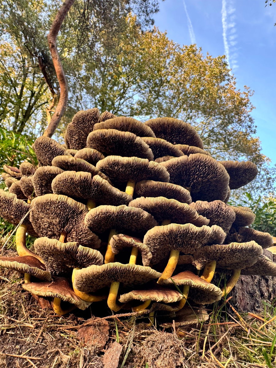 In de herfst kan je op paddenstoelenjacht, dat levert prachtige plaatjes op.
