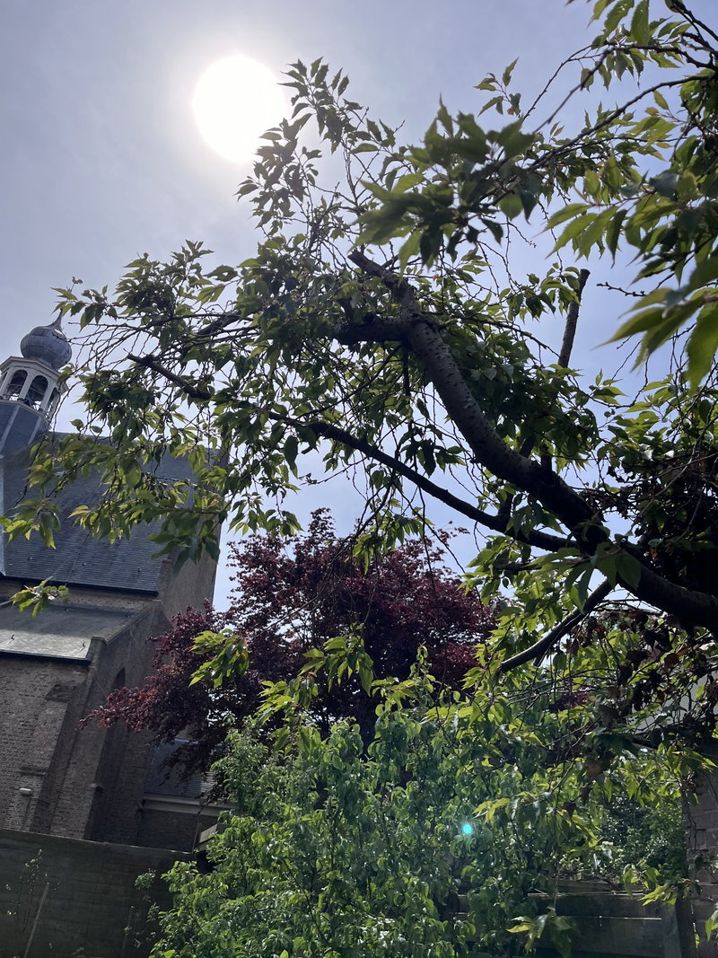 Sfeerfoto vanuit de tuin - Tuin met schuur en uitzicht op oude kerk