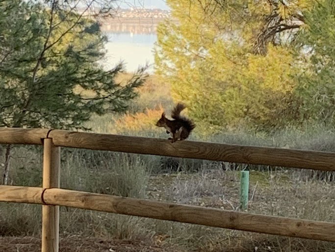 Veel eekhoorntjes in Natuurpark la Mata