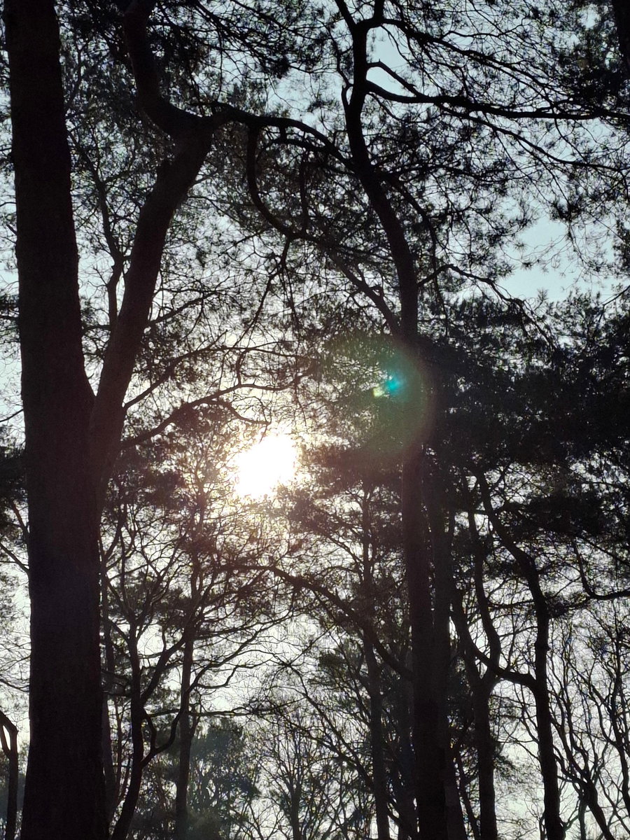 Voorjaarszonnetje piept door de bomen heen