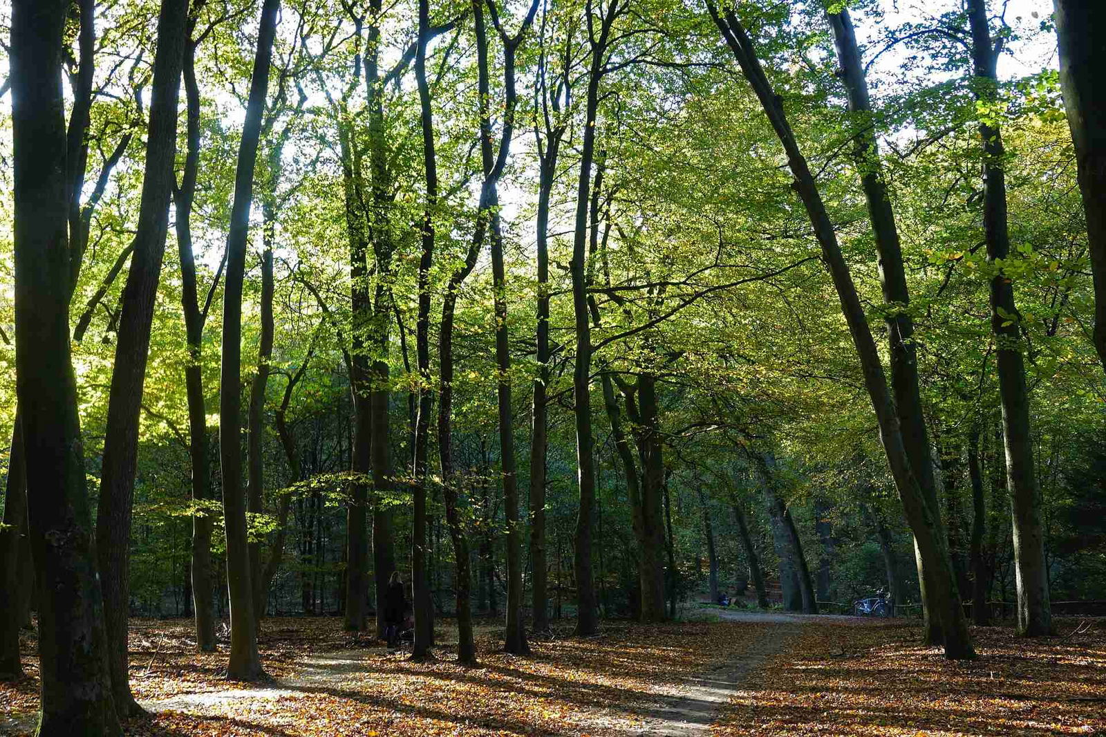 Walking and wildlife spotting on the Veluwe near Voorthuizen and Putten