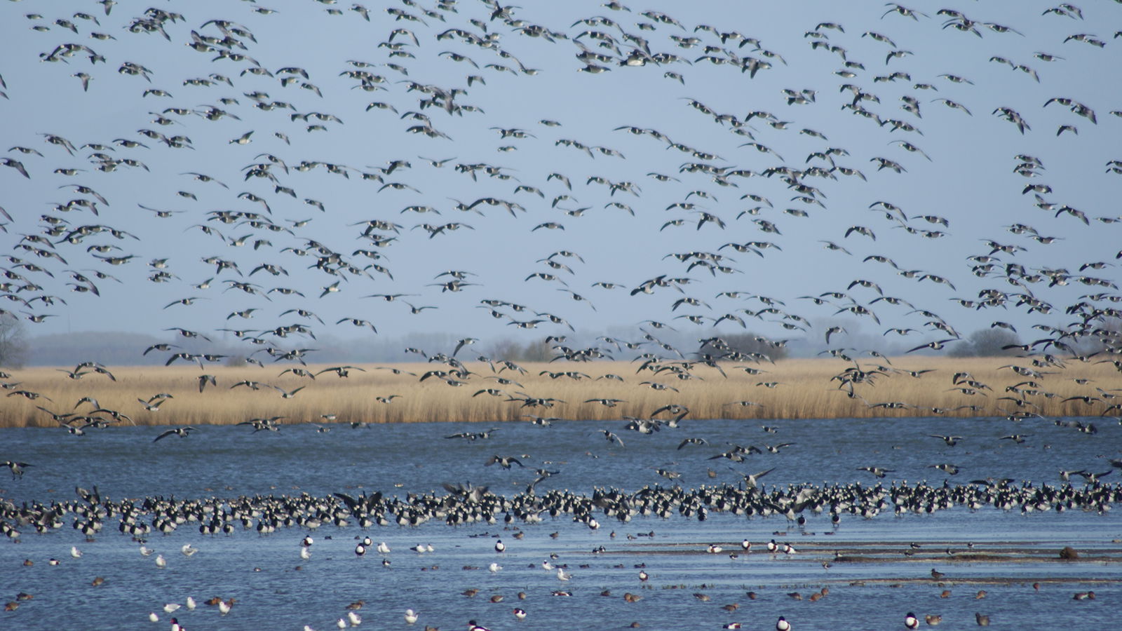 Vogelexcursie van Aalscholver tot Zeearend