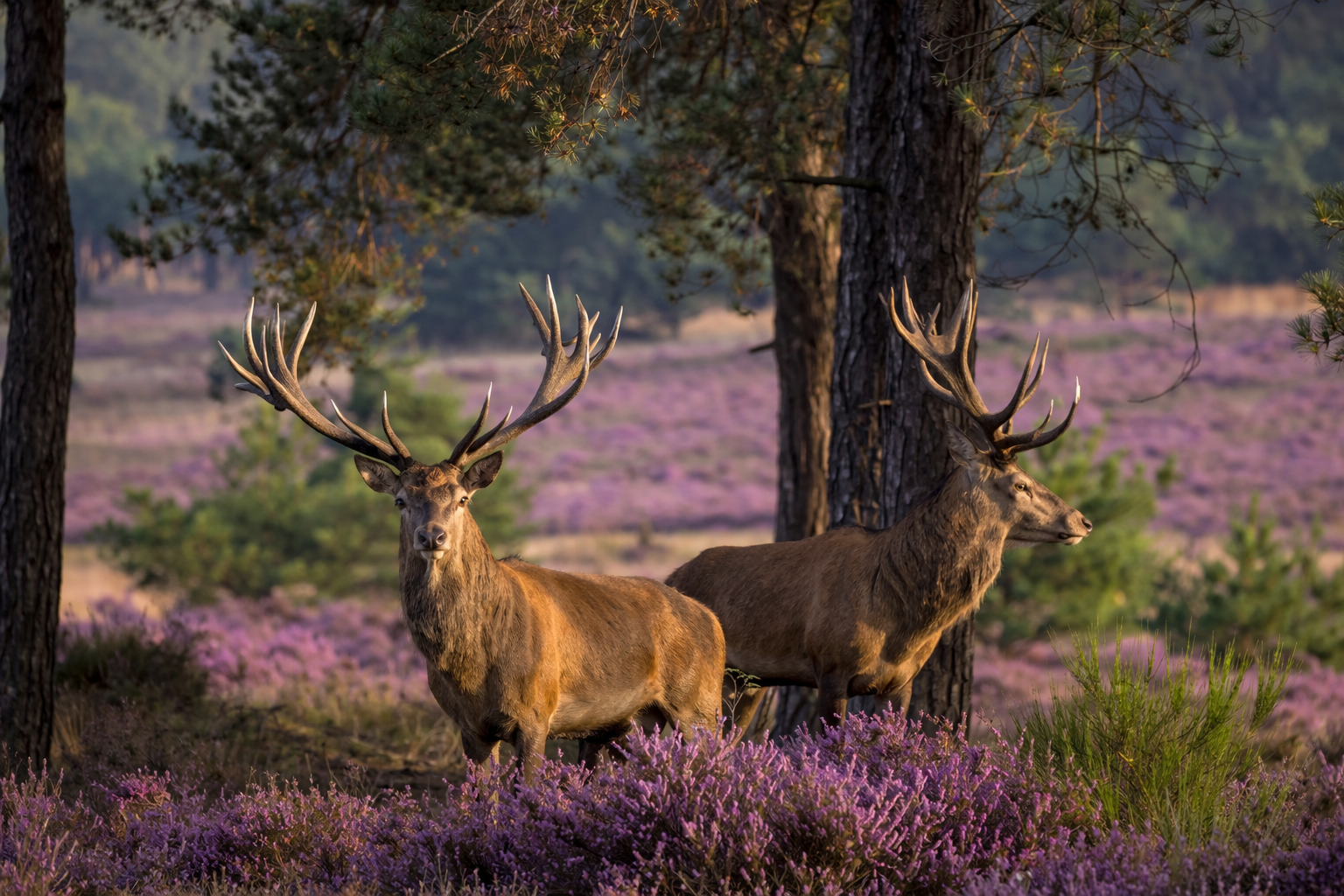 Nationaal park de Hoge Veluwe
