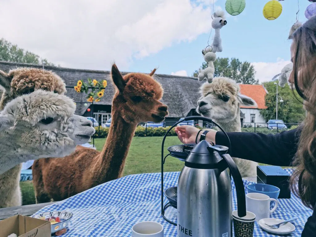 Alpacaboerderij in Nieuwdorp