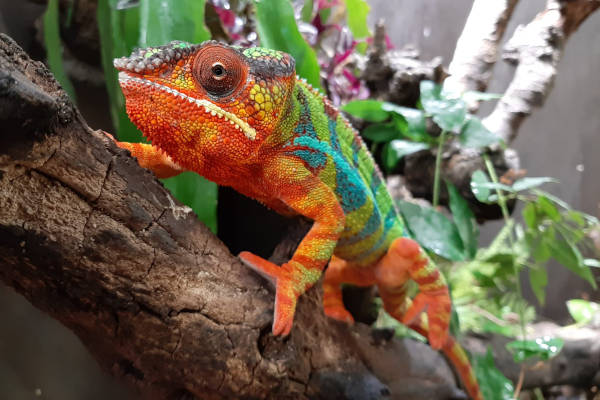 Tropical Zoo