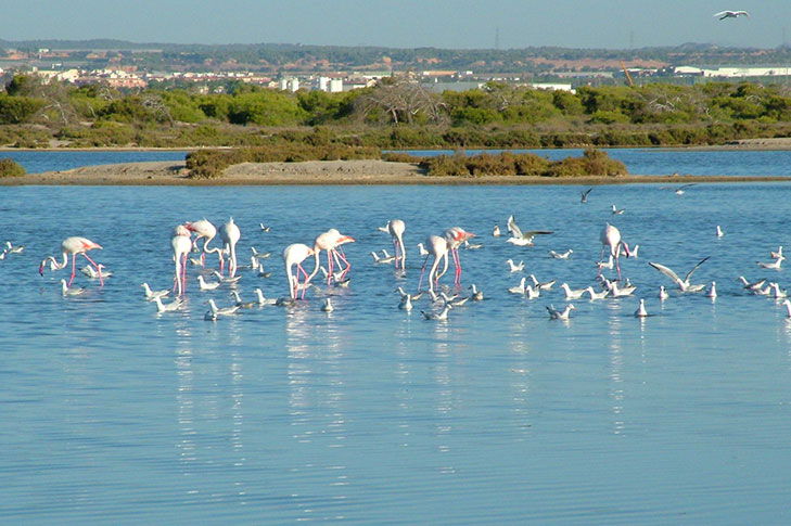 San Pedro del Pinatar Salinas