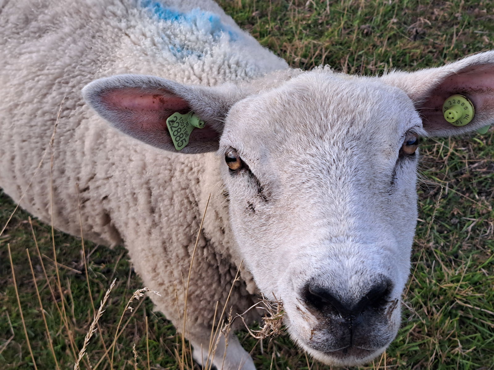 Schaapjes op de dijk