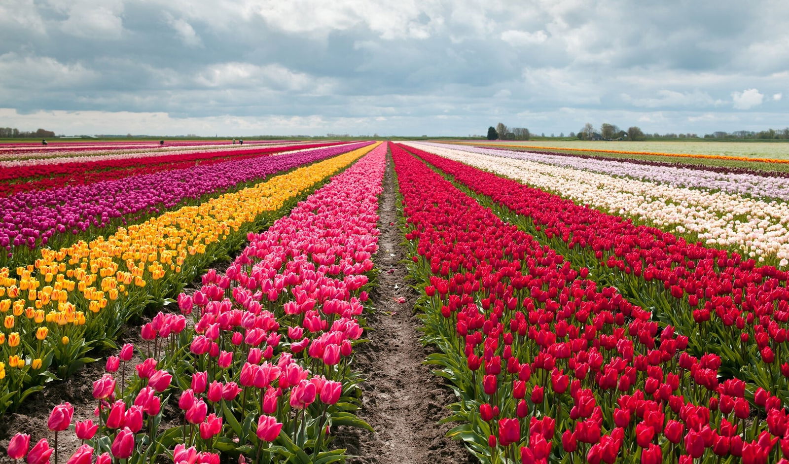 Tulpentocht Goeree Overflakkee