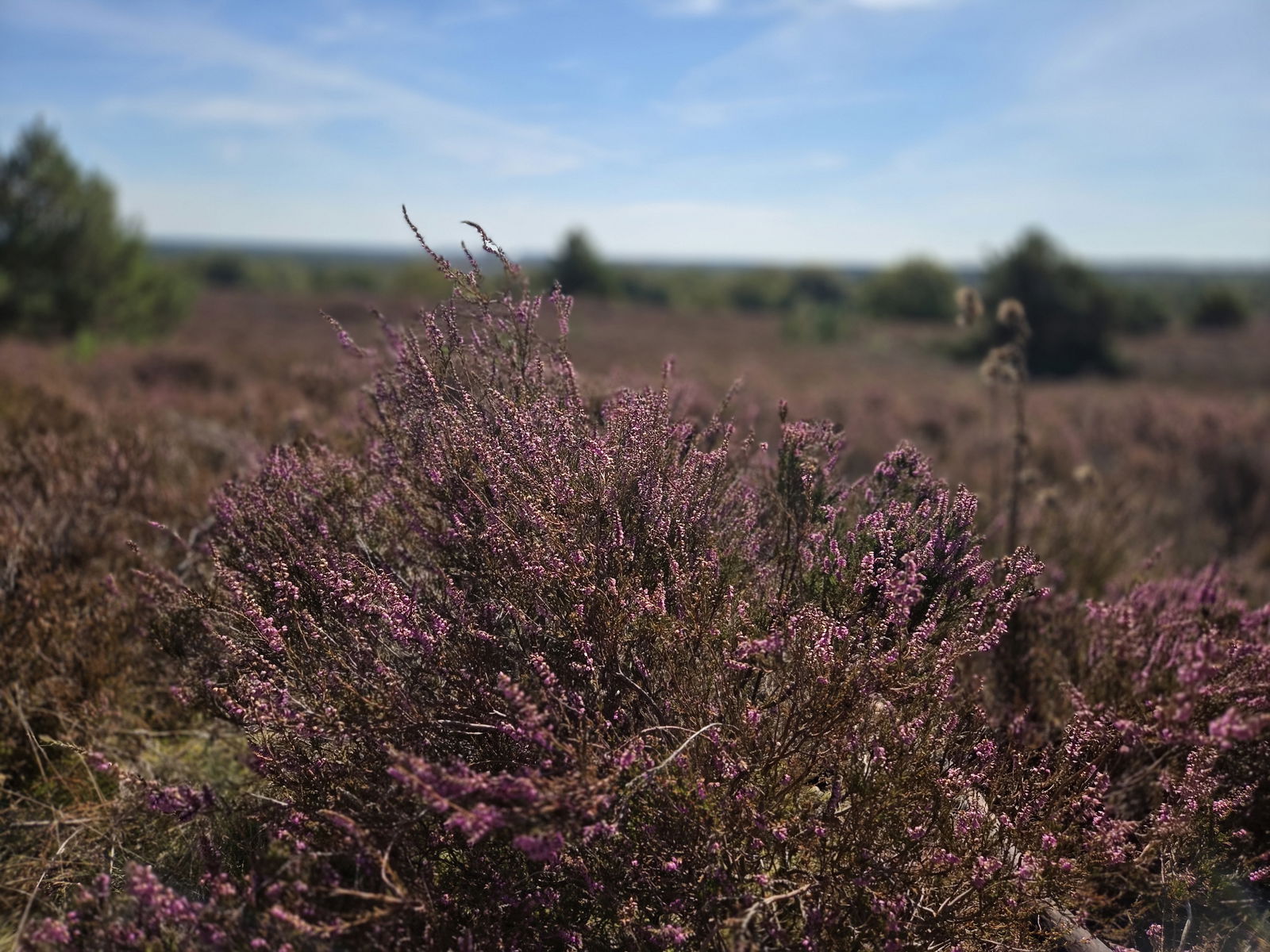 Nationaal Park De Sallandse Heuvelrug - natuur om de hoek