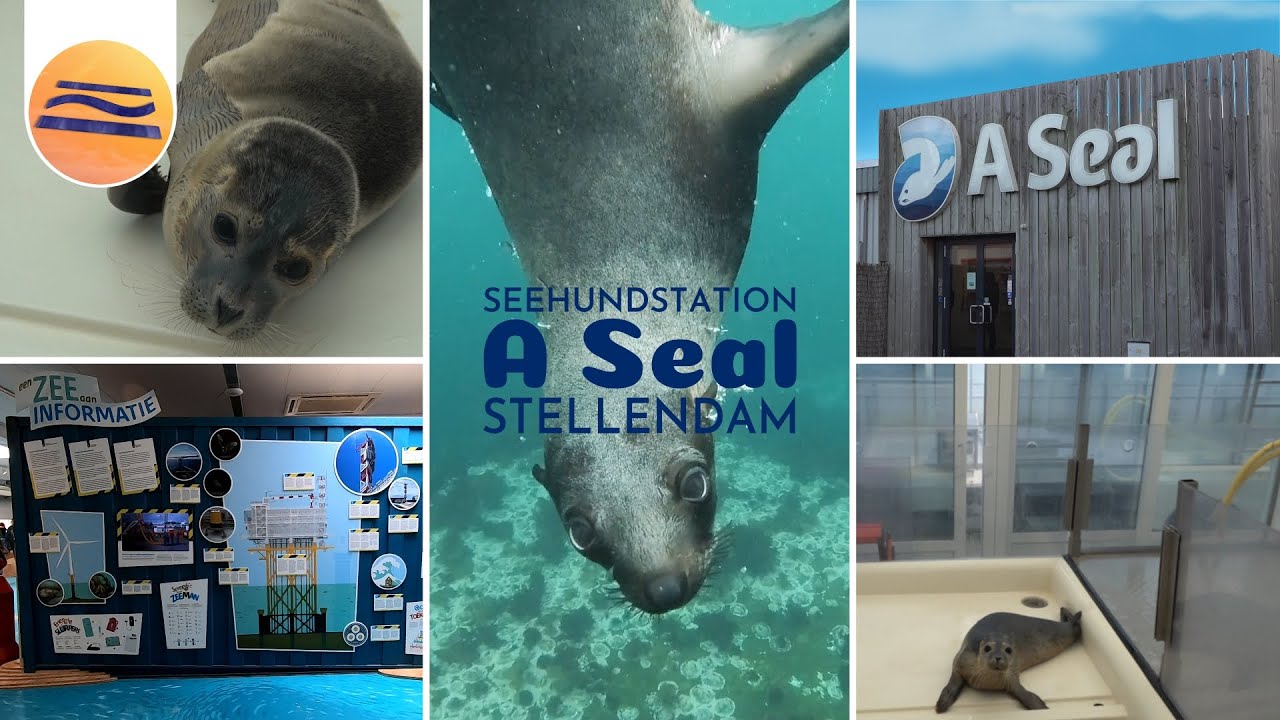A Seal zeehonden opvang
