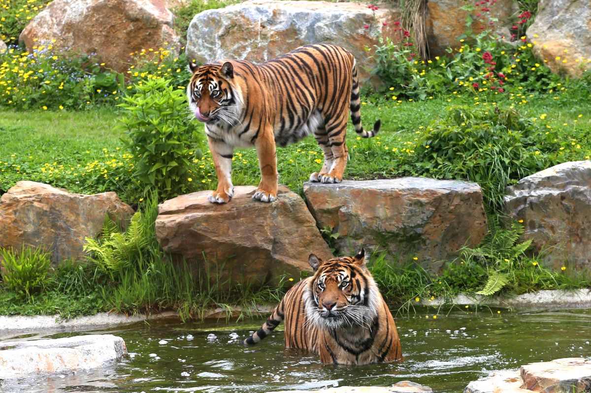 Zoo de Champrépus - 75 km