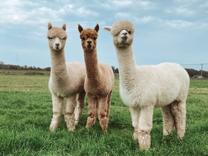 Alpaca boerderij