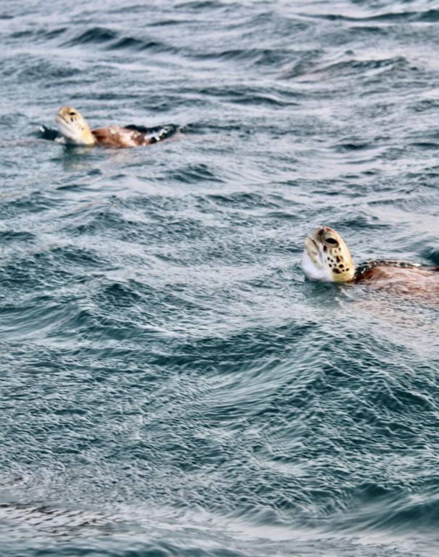 Zwemmen met schilpadden